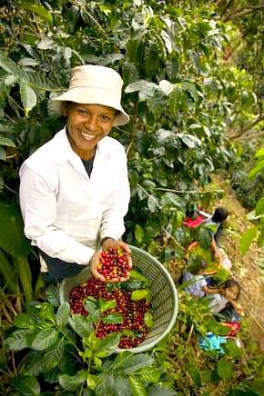 kavegep-berles-kave-Budapest-webshop-