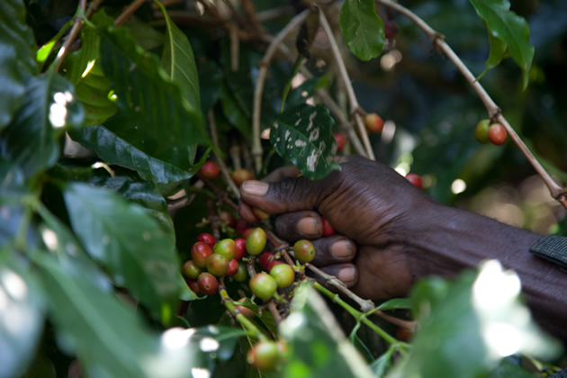 kavegep-berles-kave-etiop-jpg-04