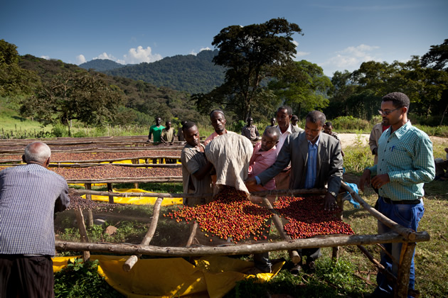 kavegep-berles-kave-etiop-jpg-05